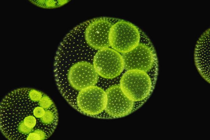 O tecido parenquimático pode ter se originado em algas da classe Chlorophyceae