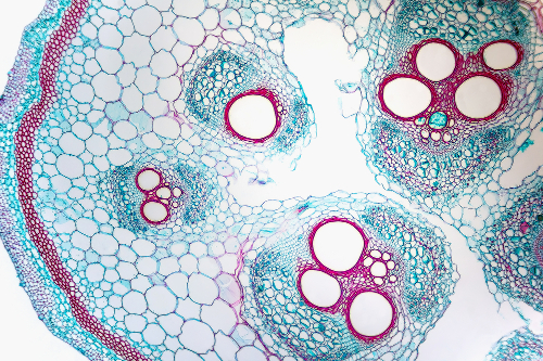 O xilema é constituído por células cilíndricas que formam tubos contínuos por toda a planta
