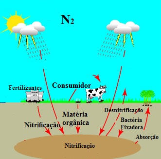 Ecologia, PDF, Nitrogênio