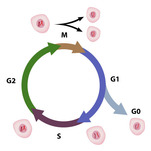 Meiose: definição, etapas, meiose X mitose, resumo - Biologia Net