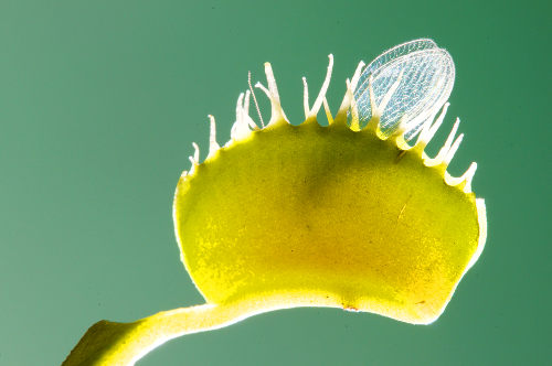 Observe a esp&eacute;cie <em>Dionaea muscupula </em>capturando um inseto