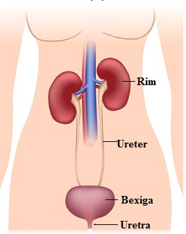 Observe o esquema do sistema urinário humano
