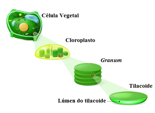 Observe a estrutura de um cloroplasto