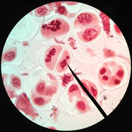 Mitosis Tenga en cuenta que la mitosis ocurre en los tejidos.
