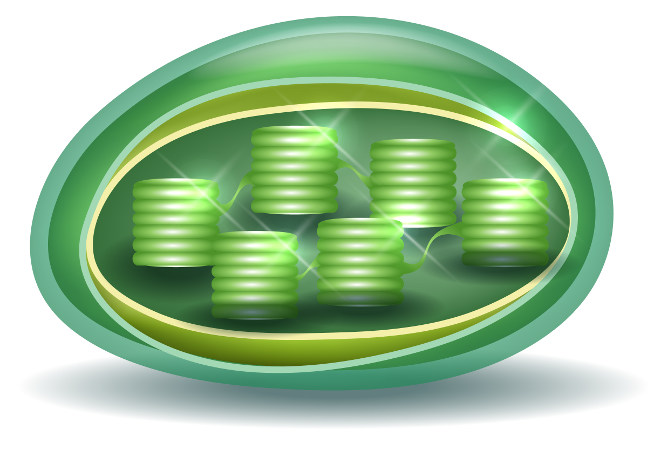 Os cloroplastos originaram-se da relação endossimbiótica entre um organismo autotrófico e um heterotrófico