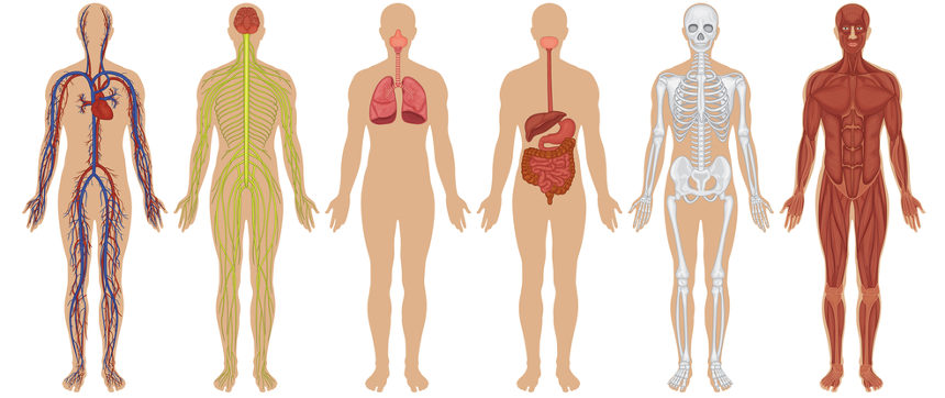 Principais Sistemas Do Corpo Humano Biologia Net