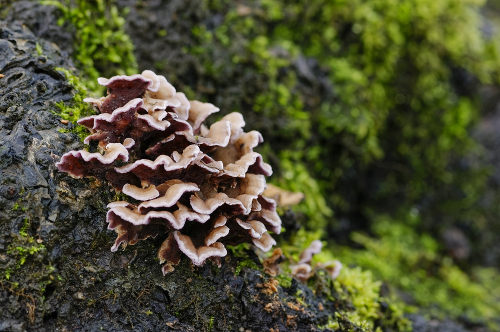 Fungo Os fungos pertencem ao Reino fungi