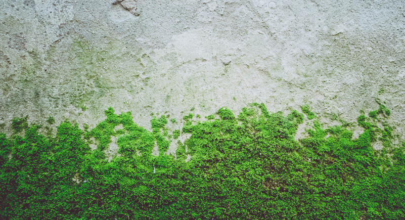 Os musgos são as briófitas mais conhecidas, pois formam “tapetes” sobre muros e paredes