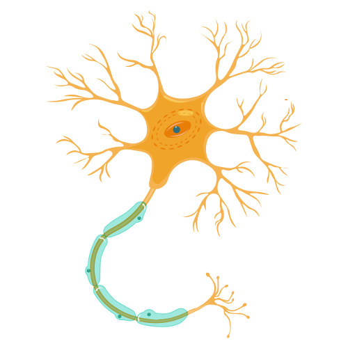 Las neuronas están formadas básicamente por un cuerpo celular, dendritas y axones.