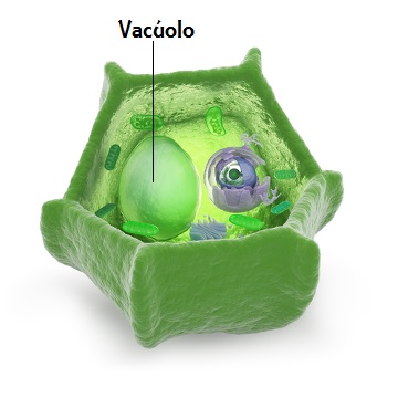 Os vacúolos são estruturas envoltas por uma membrana única