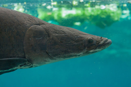 Pirarucu, el pez más grande en ambientes fluviales