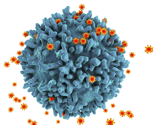 <p>O vírus HIV destrói o linfócito T<sub>4</sub>, comprometendo a defesa do organismo</p>