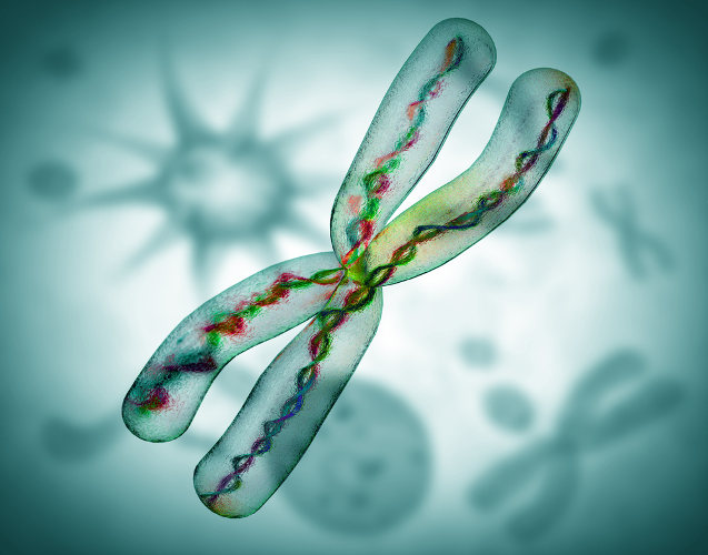 Cuando ocurren cambios en la morfología cromosómica, tenemos lo que llamamos cambio cromosómico estructural.