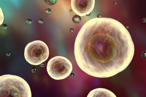 Segundo a Teoria Celular, todos os seres vivos são formados por células