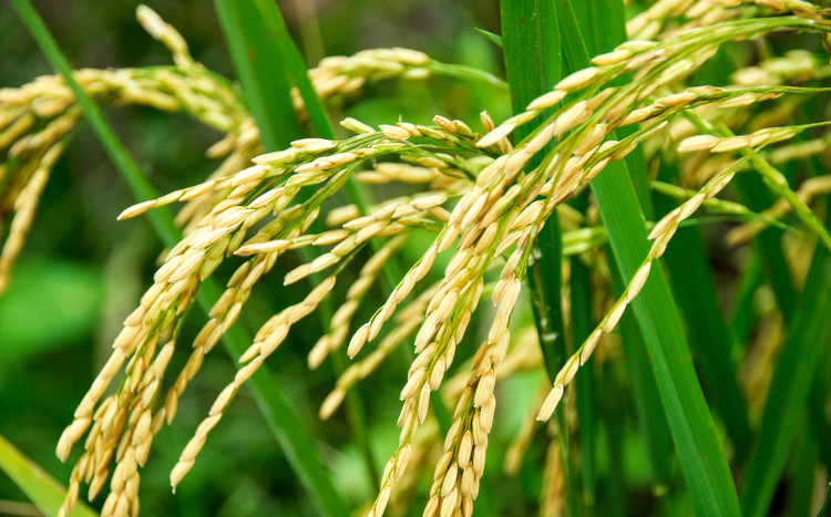 Uma das características de monocotiledôneas são as nervuras paralelinérveas das folhas, como no arroz